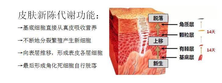 化妝品代加工廠